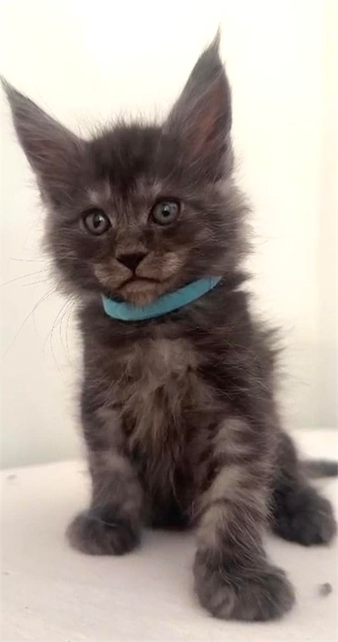 Black Smoke (ns) male Maine Coon kitten