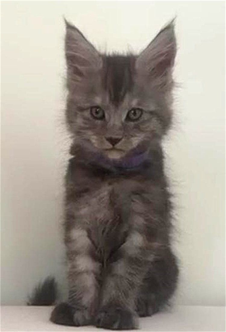 O Litter Mor