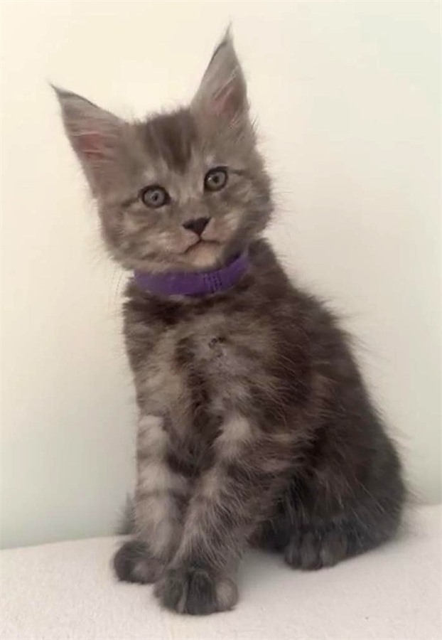Black Smoke (ns) male Maine Coon kitten