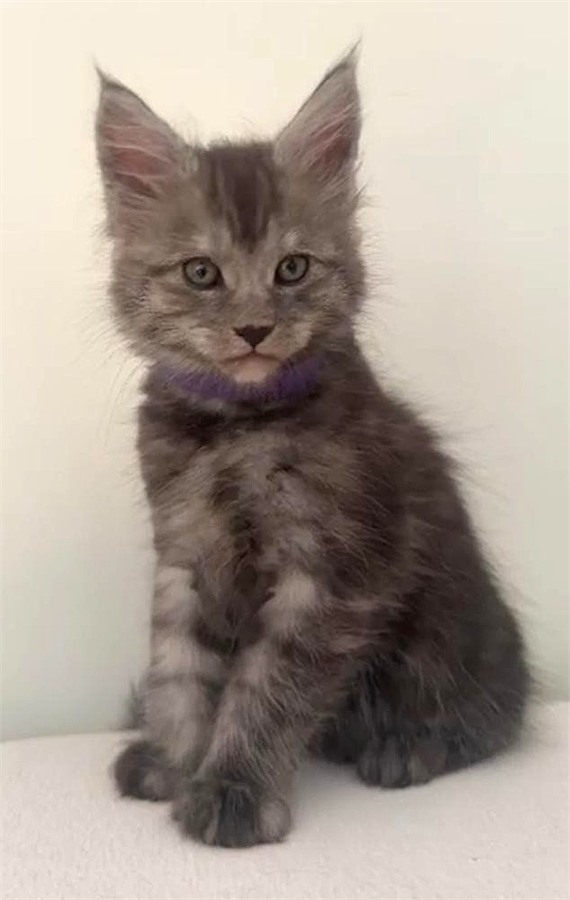 Black Smoke (ns) male Maine Coon kitten