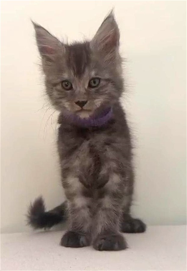 Black Smoke (ns) male Maine Coon kitten