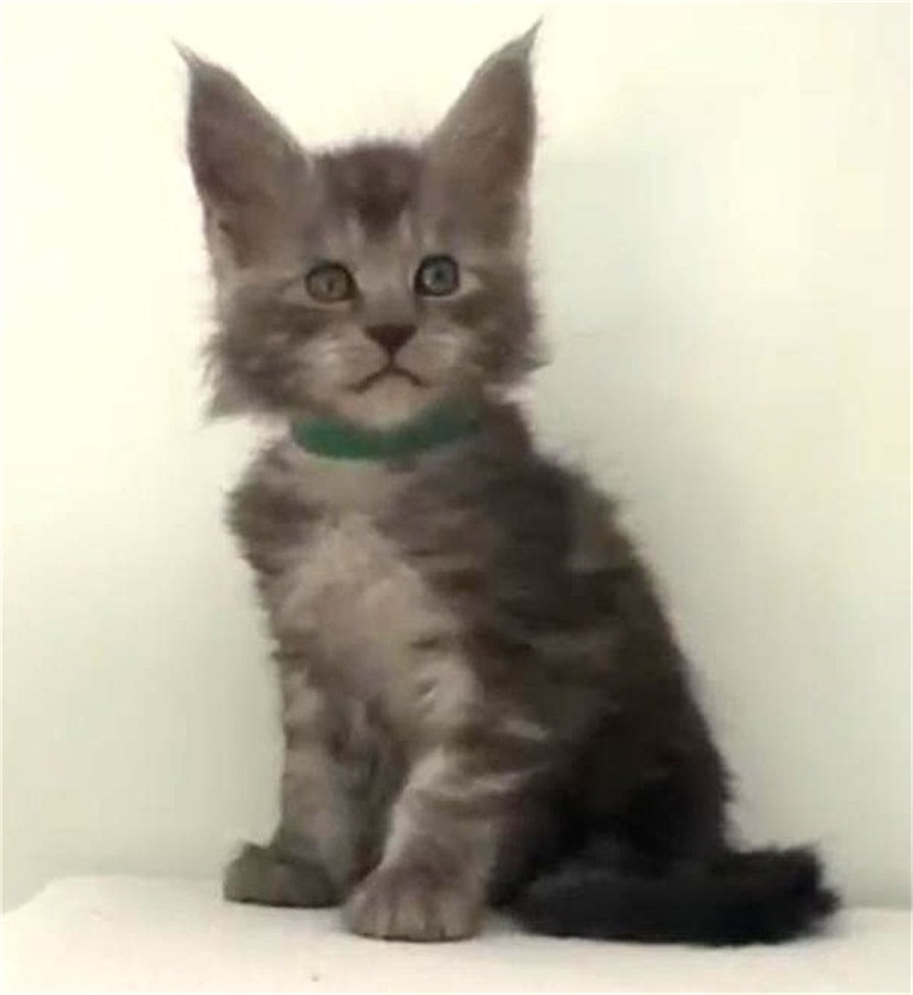 Black Smoke (ns) male Maine Coon kitten