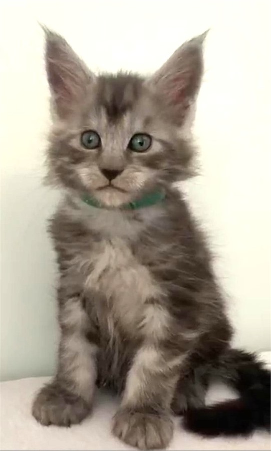 Black Smoke (ns) male Maine Coon kitten