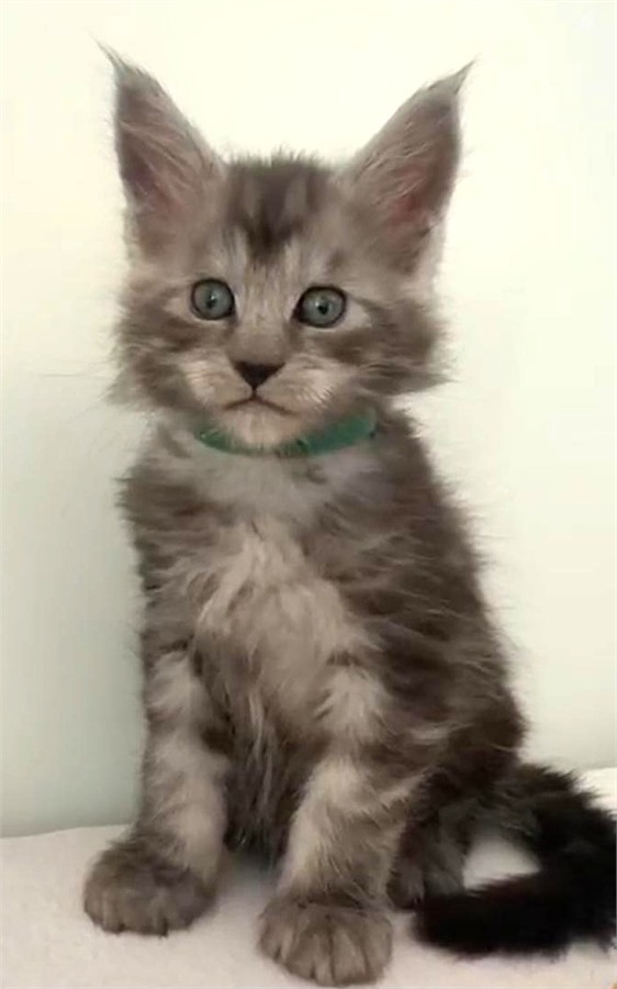 Black Smoke (ns) male Maine Coon kitten