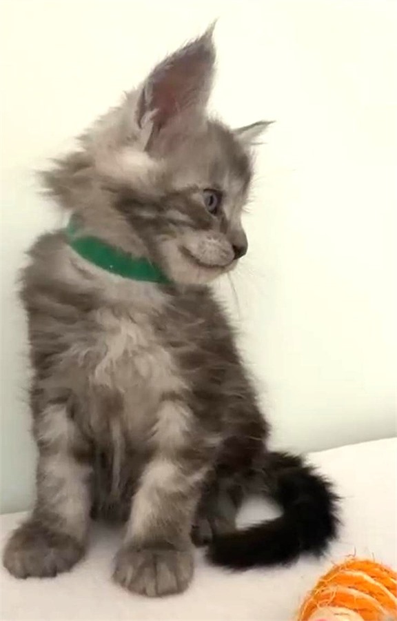 Black Smoke (ns) male Maine Coon kitten