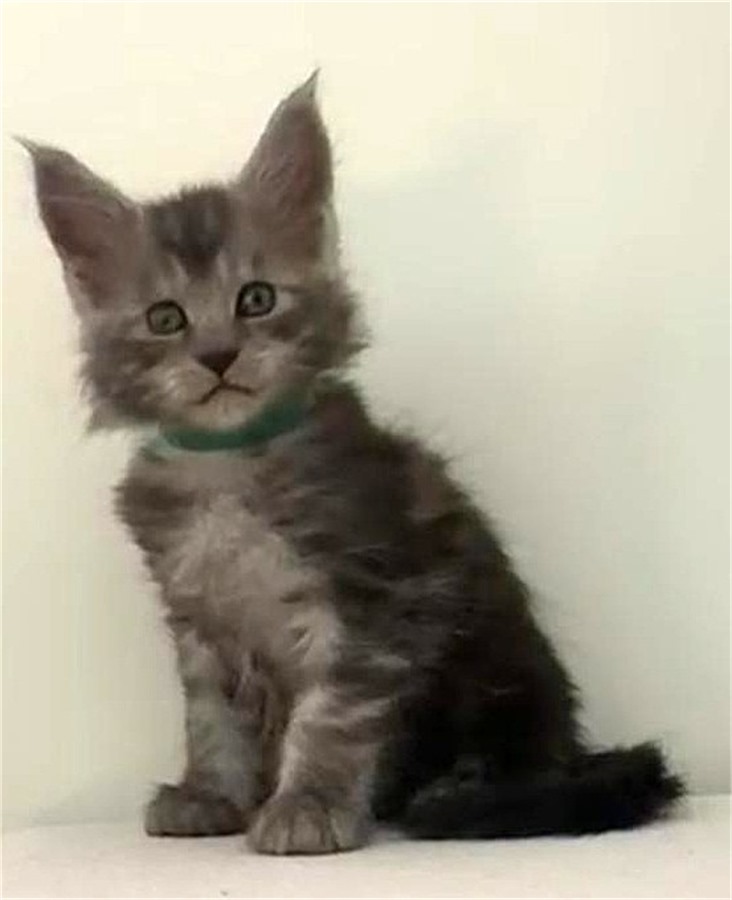 Black Smoke (ns) male Maine Coon kitten