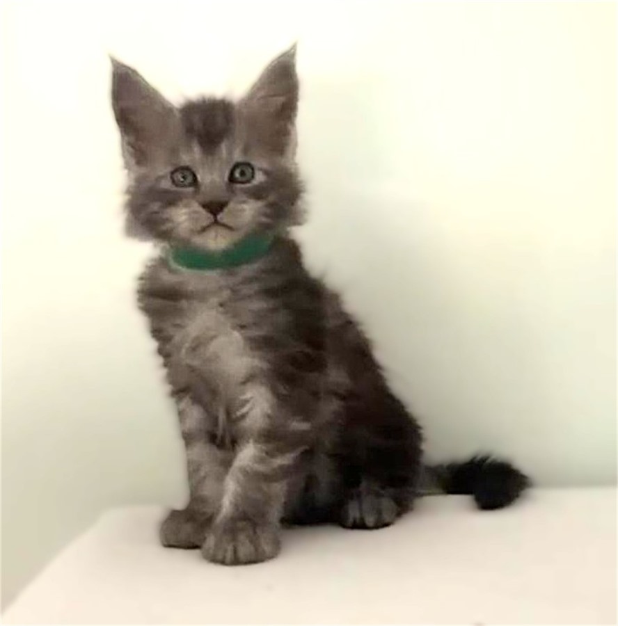 Black Smoke (ns) male Maine Coon kitten