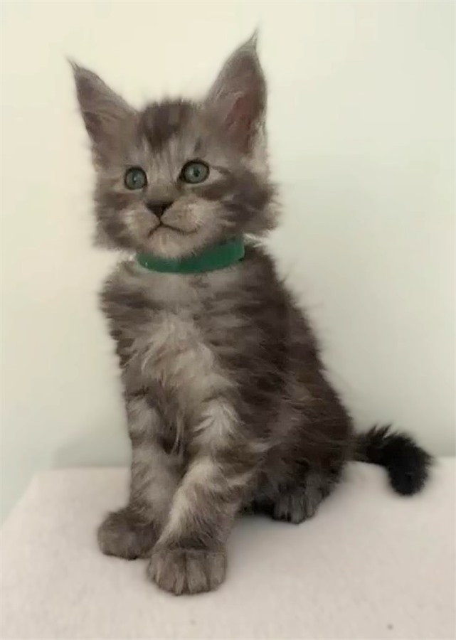 Black Smoke (ns) male Maine Coon kitten
