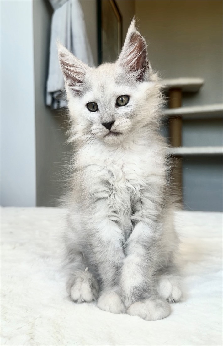 M Litter Blue Shaded Maine Coon Boy