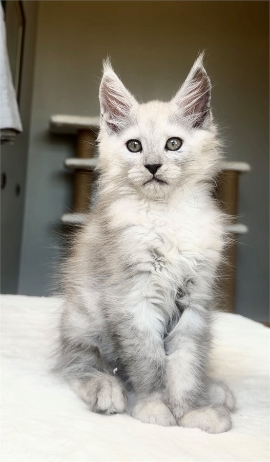 Blue Shaded male Maine Coon kitten