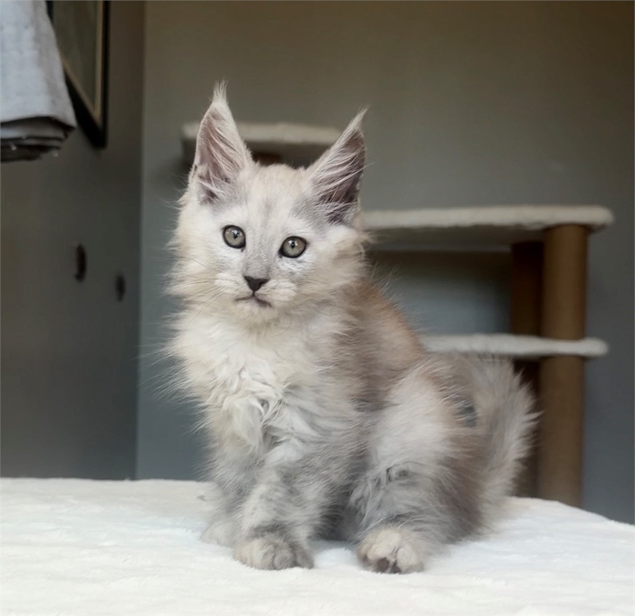 Blue Shaded male Maine Coon kitten