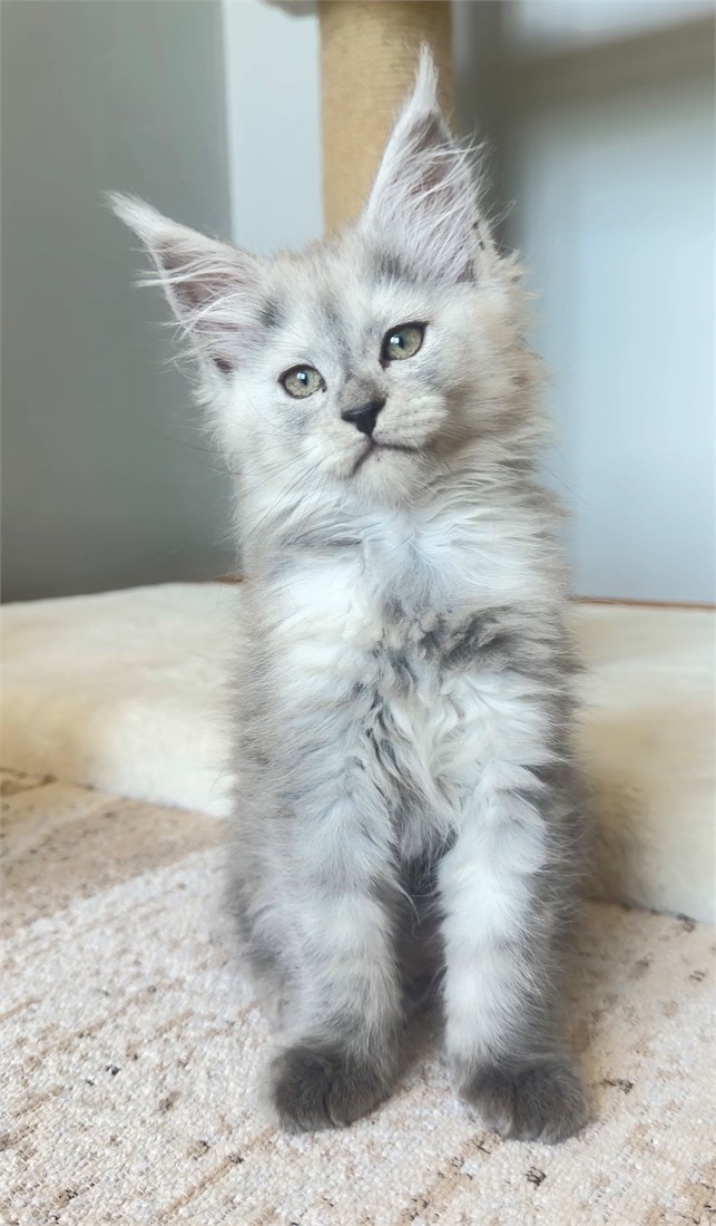 M Litter Pale Blue Smoke Shaded Line Girl