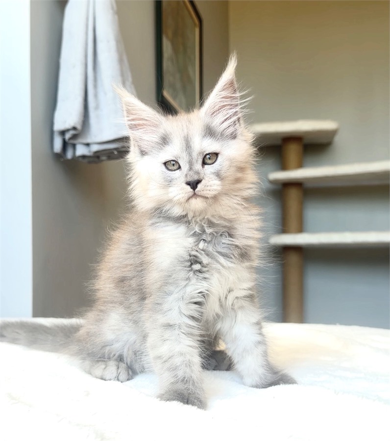 Pale Blue Smoke Shaded Line female Maine Coon kitten