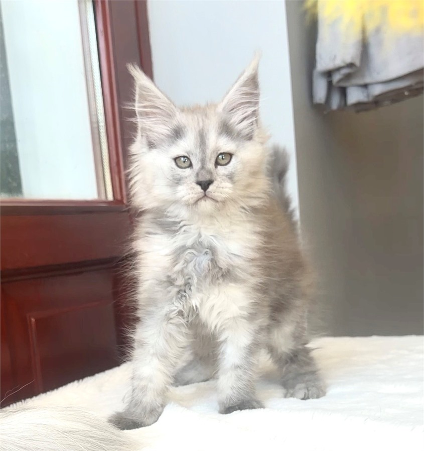 Pale Blue Smoke Shaded Line female Maine Coon kitten