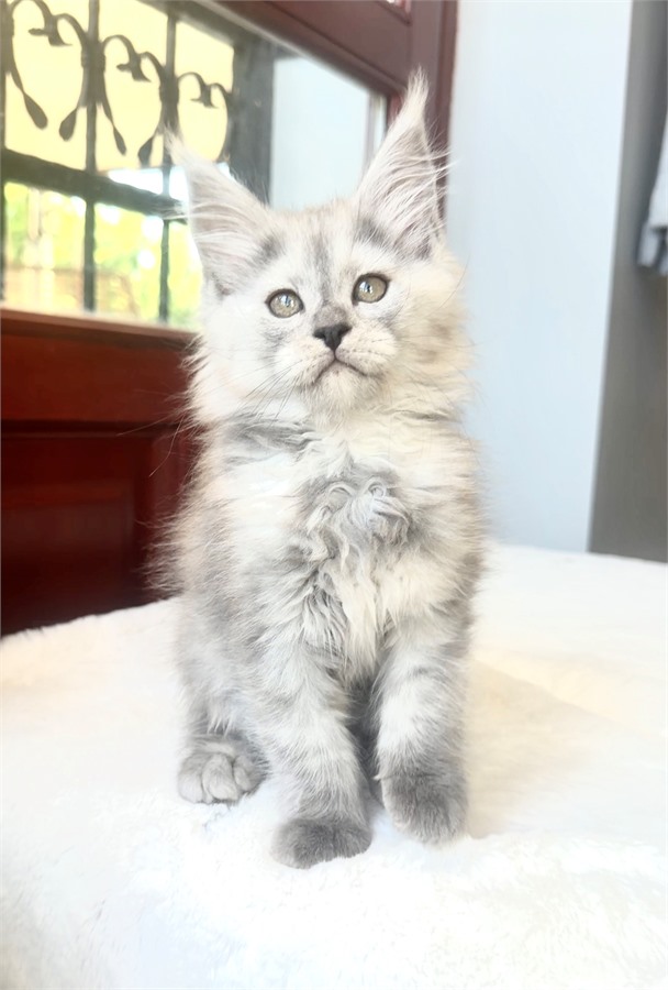 Pale Blue Smoke Shaded Line female Maine Coon kitten