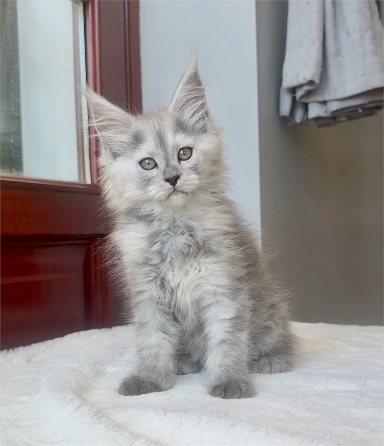 Pale Blue Smoke Shaded Line female Maine Coon kitten