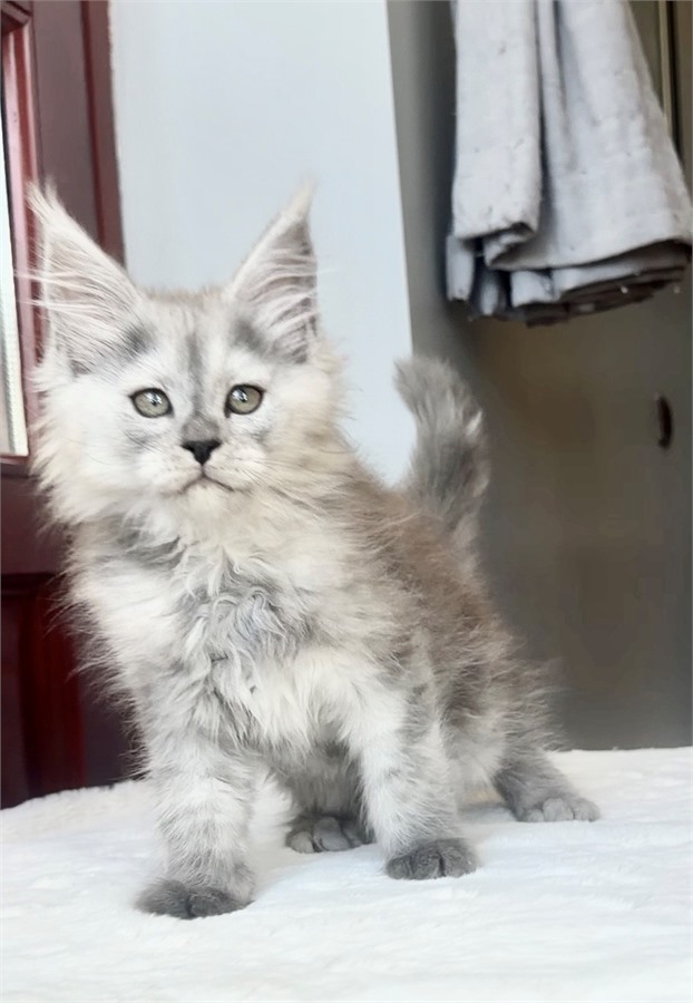 Pale Blue Smoke Shaded Line female Maine Coon kitten