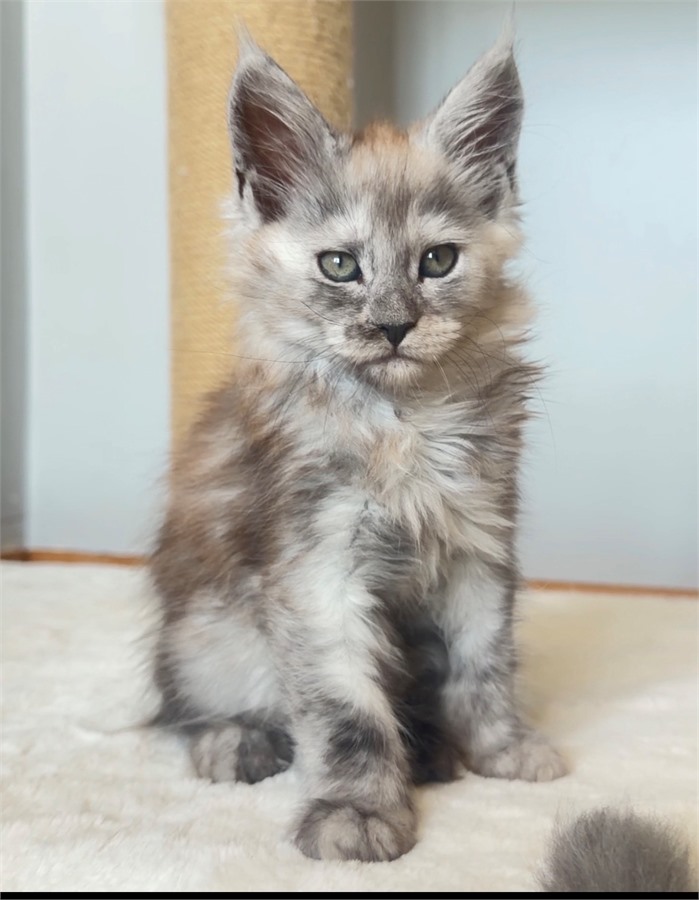 Pale Black Smoke Shaded Line female Maine Coon kitten