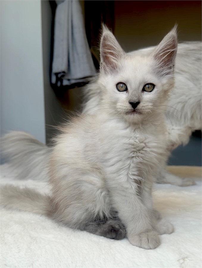 Black Shaded female Maine Coon kitten