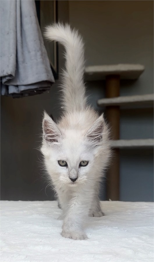 Black Shaded female Maine Coon kitten
