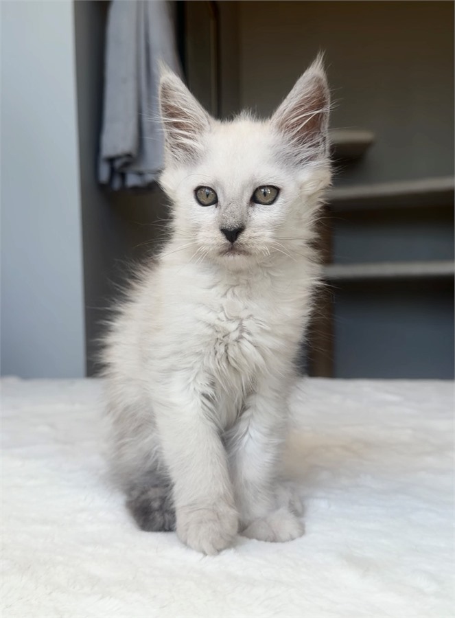 Black Shaded female Maine Coon kitten