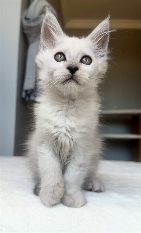 Black Shaded female Maine Coon kitten