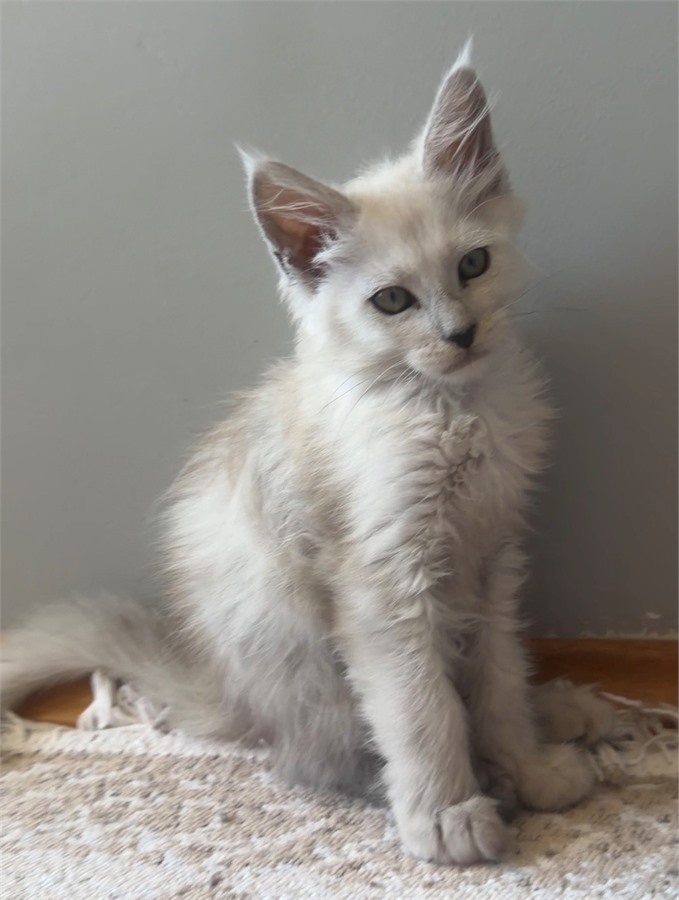 Black Shaded female Maine Coon kitten
