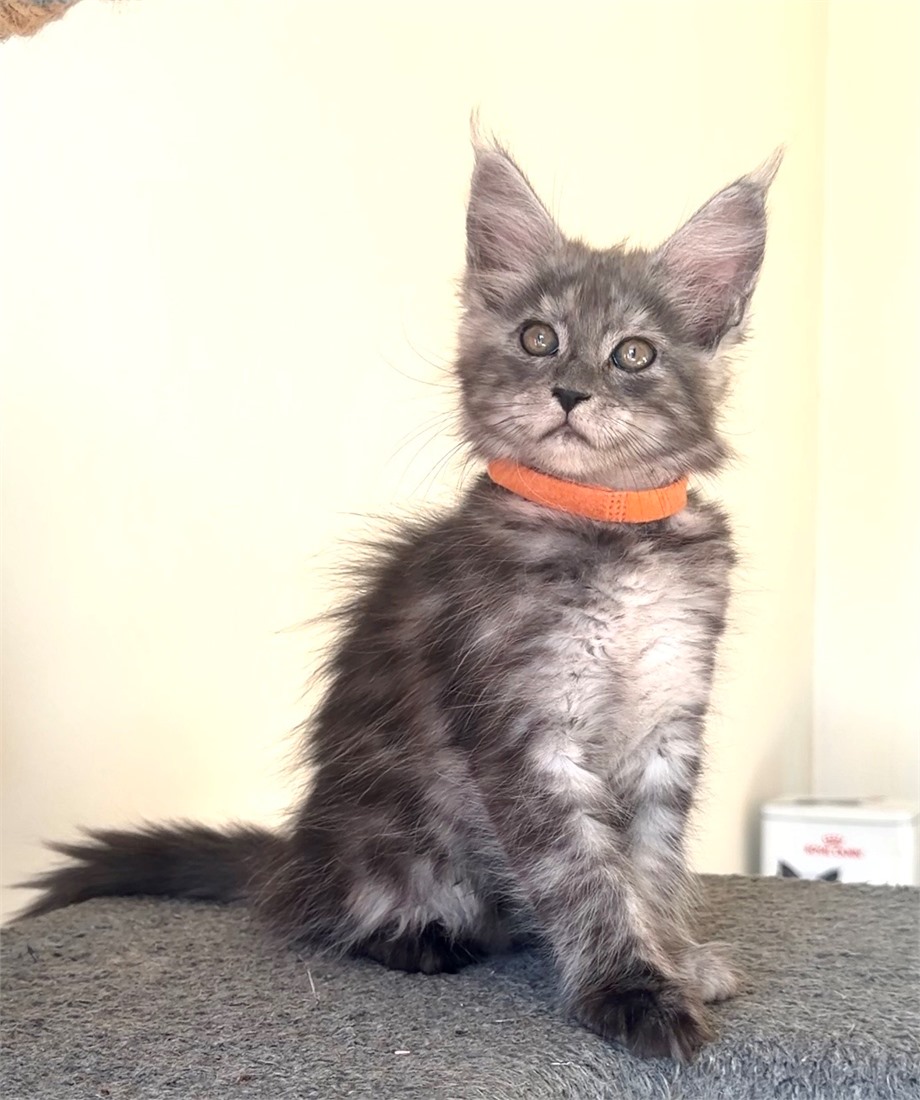 N Litter Orange