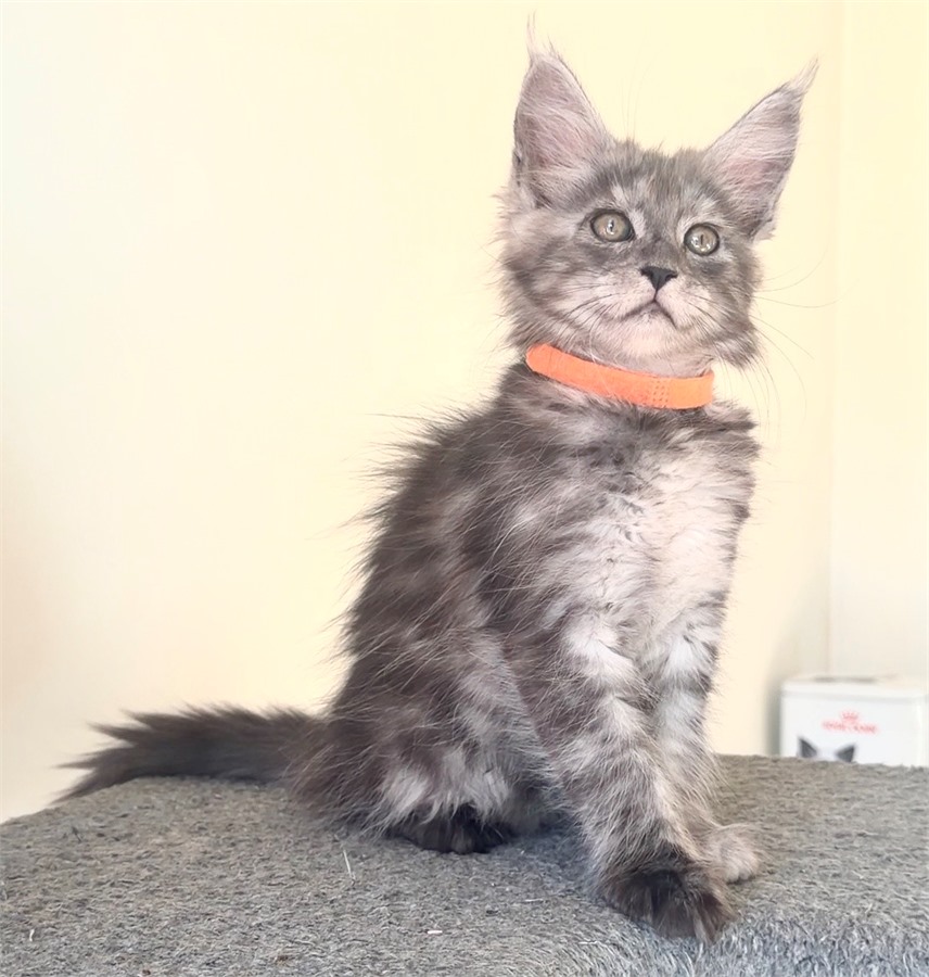 Black Smoke (ns) female Maine Coon kitten