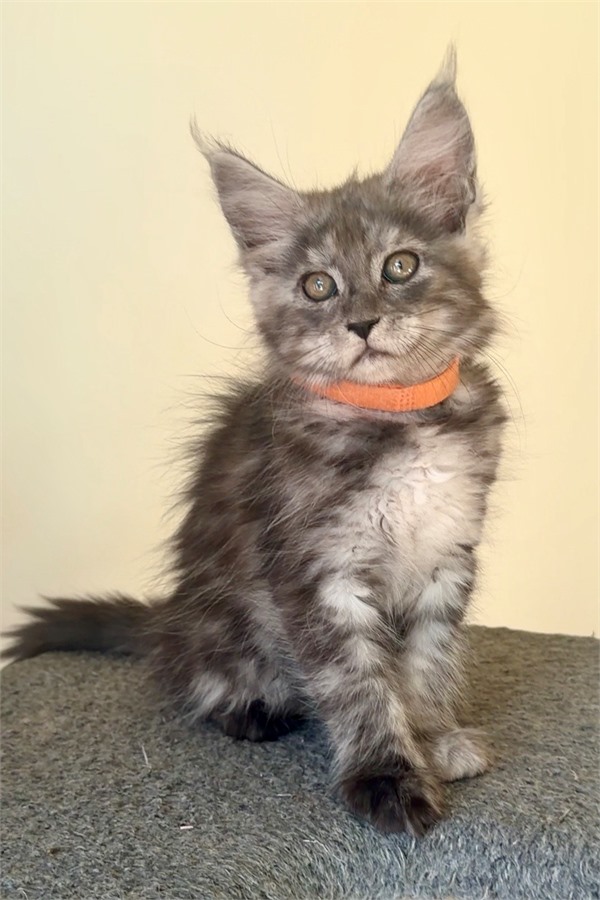 Black Smoke (ns) female Maine Coon kitten