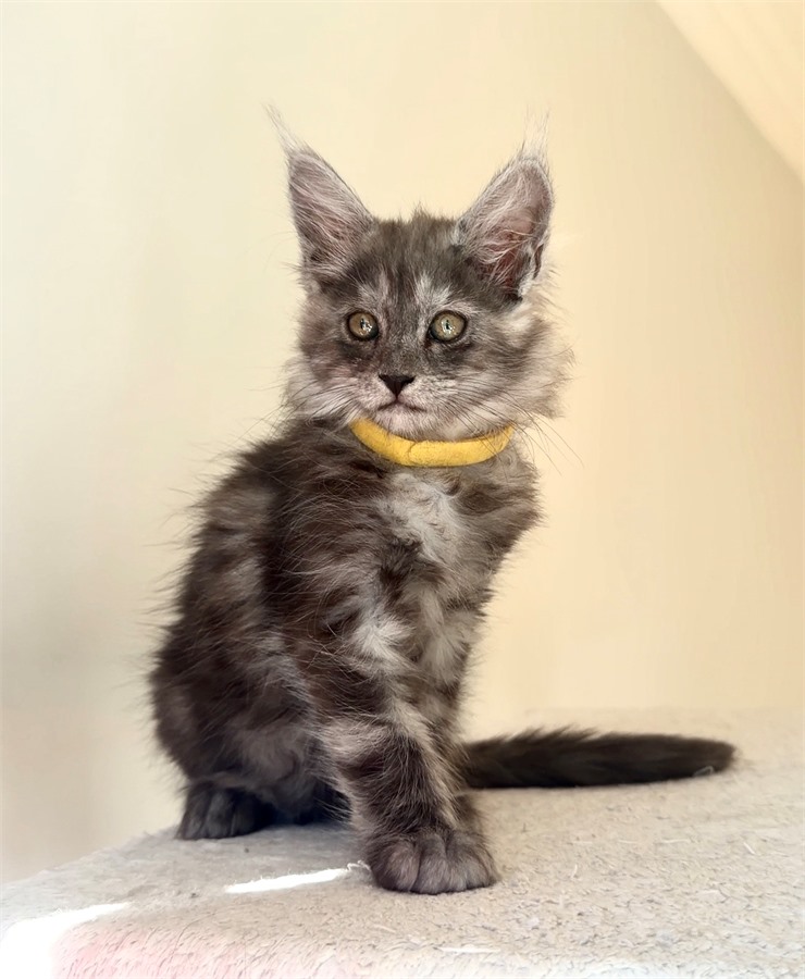 Black Smoke (ns) female Maine Coon kitten