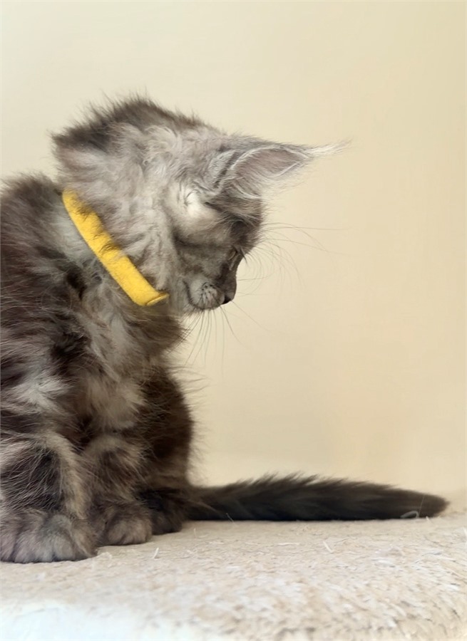 Black Smoke (ns) female Maine Coon kitten