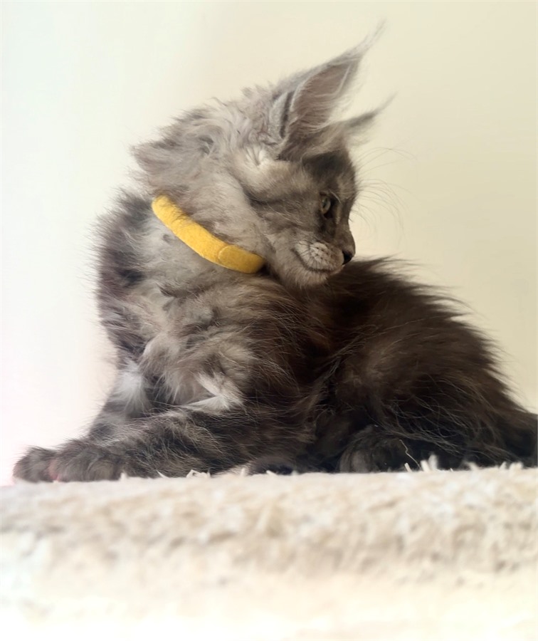 Black Smoke (ns) female Maine Coon kitten