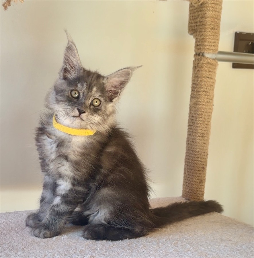 Black Smoke (ns) female Maine Coon kitten