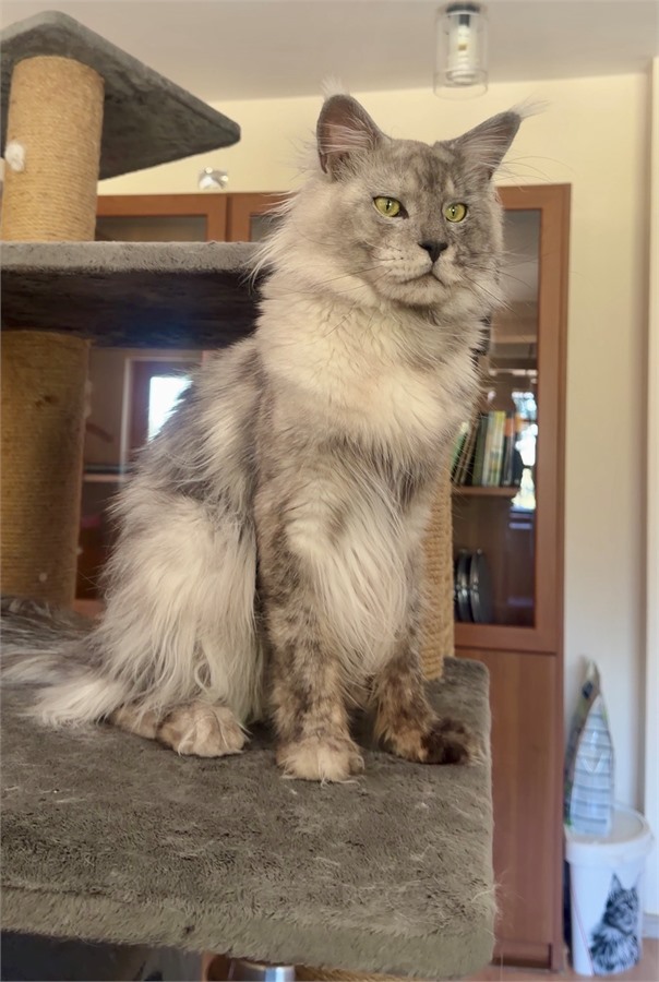 Black Smoke Shaded Line (ns) male Maine Coon parent