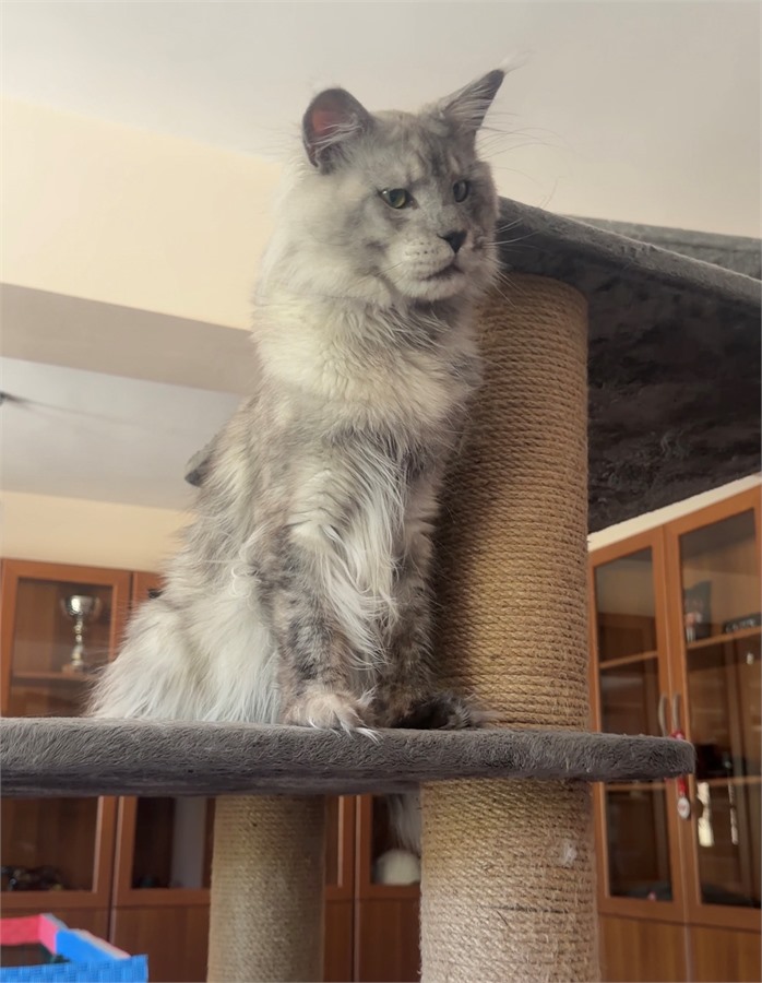 Black Smoke Shaded Line (ns) male Maine Coon parent