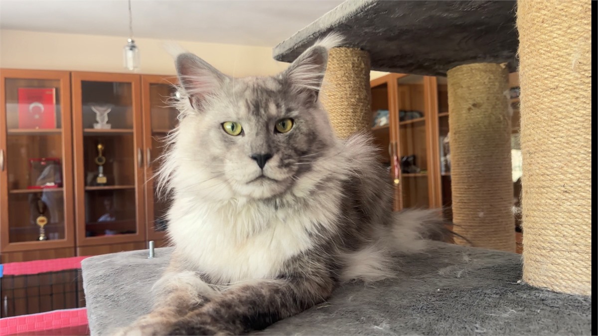 Black Smoke Shaded Line (ns) male Maine Coon parent