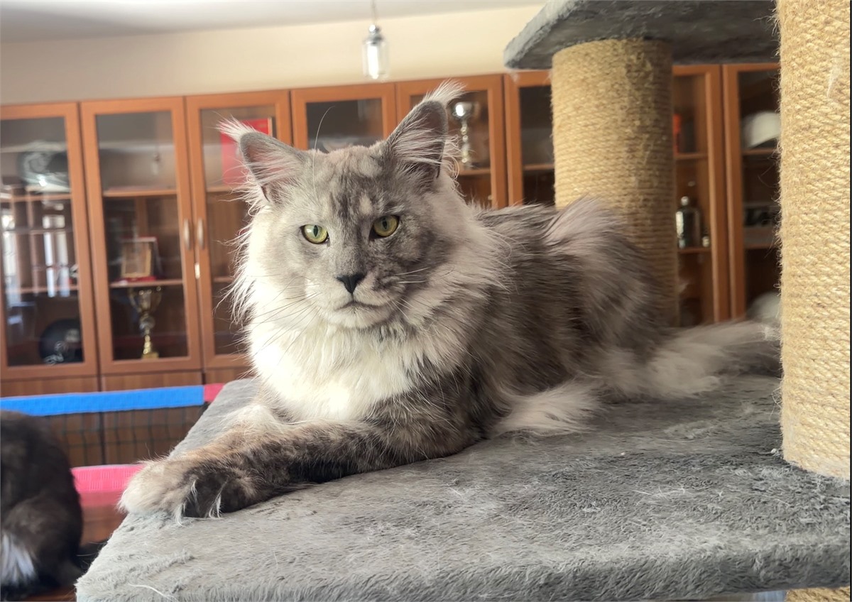 Black Smoke Shaded Line (ns) male Maine Coon parent