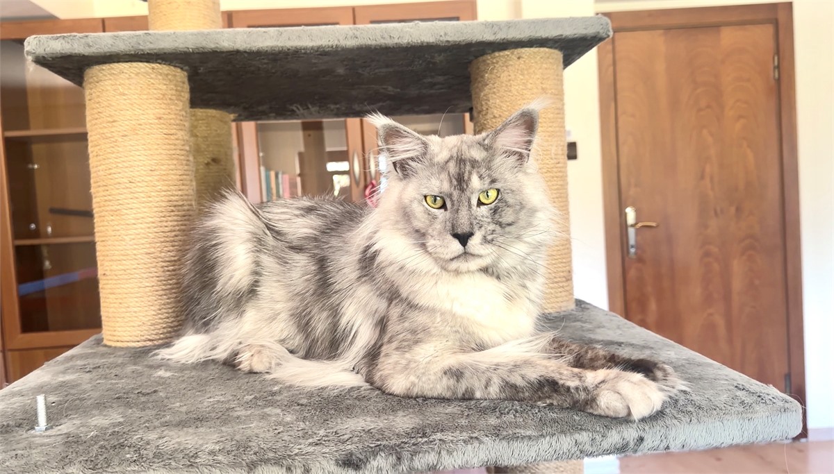 Black Smoke Shaded Line (ns) male Maine Coon parent