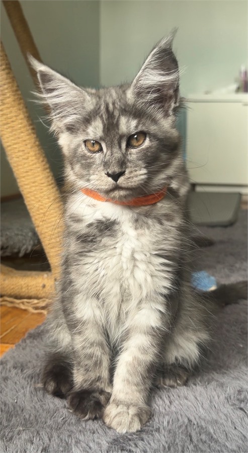 Black Smoke (ns) female Maine Coon kitten