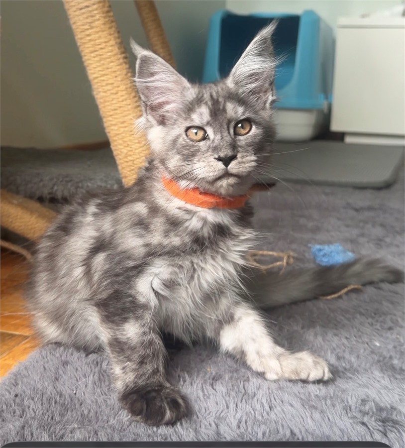 Black Smoke (ns) female Maine Coon kitten