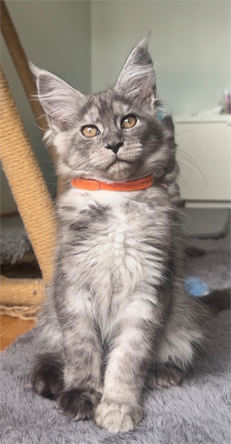 Black Smoke (ns) female Maine Coon kitten