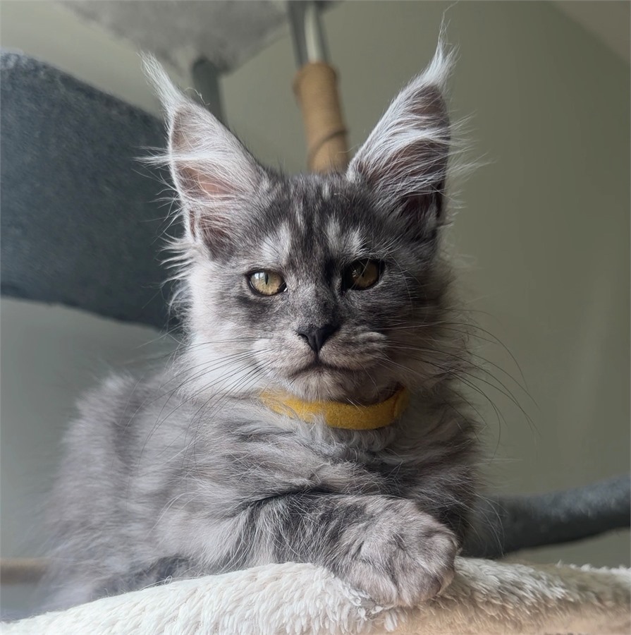 Black Smoke (ns) female Maine Coon kitten