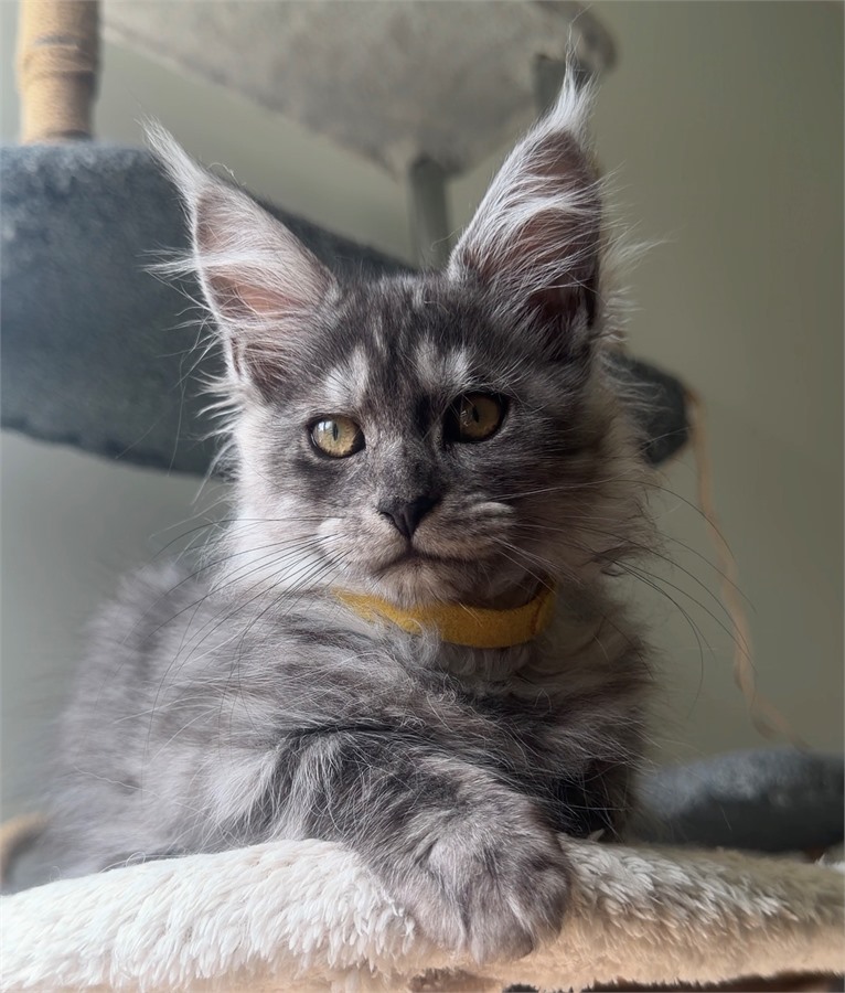 Black Smoke (ns) female Maine Coon kitten