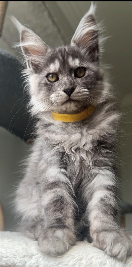 Black Smoke (ns) female Maine Coon kitten