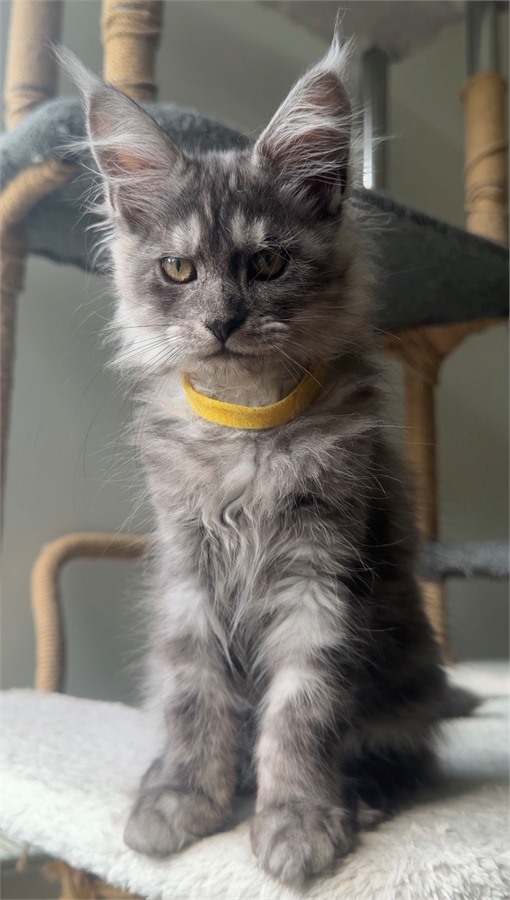 Black Smoke (ns) female Maine Coon kitten