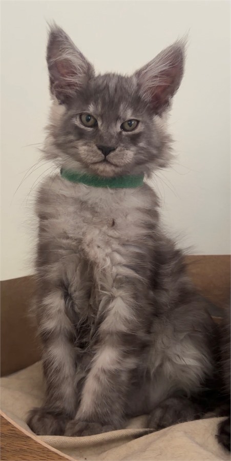 Black Smoke (ns) male Maine Coon kitten
