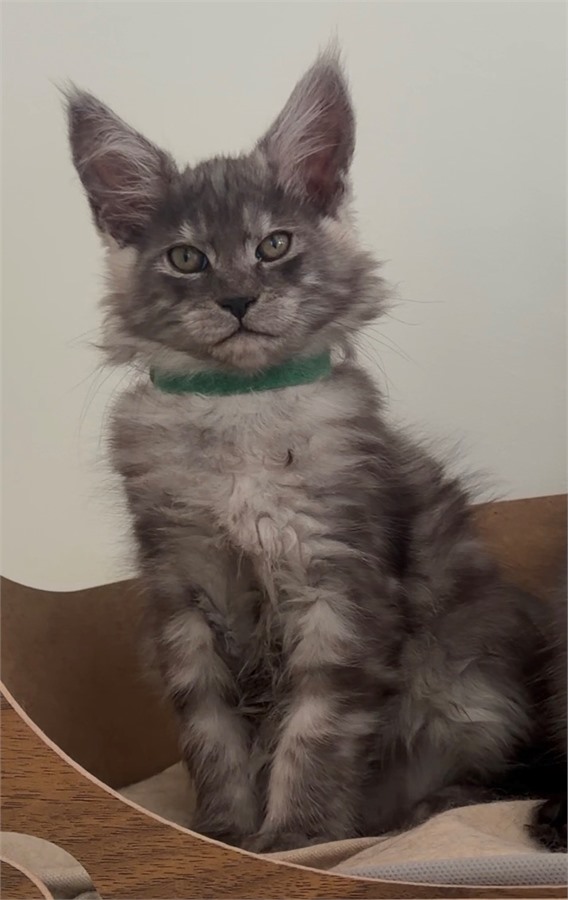 Black Smoke (ns) male Maine Coon kitten