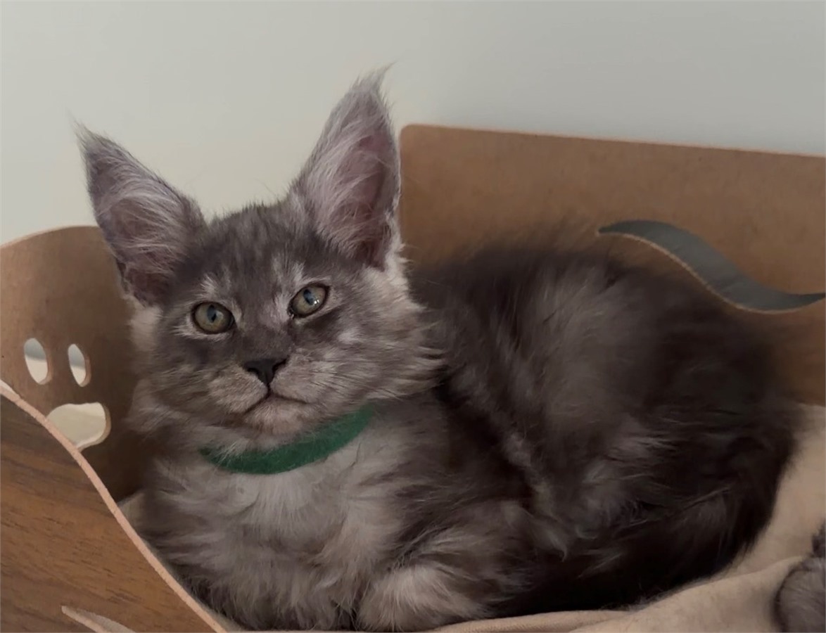Black Smoke (ns) male Maine Coon kitten