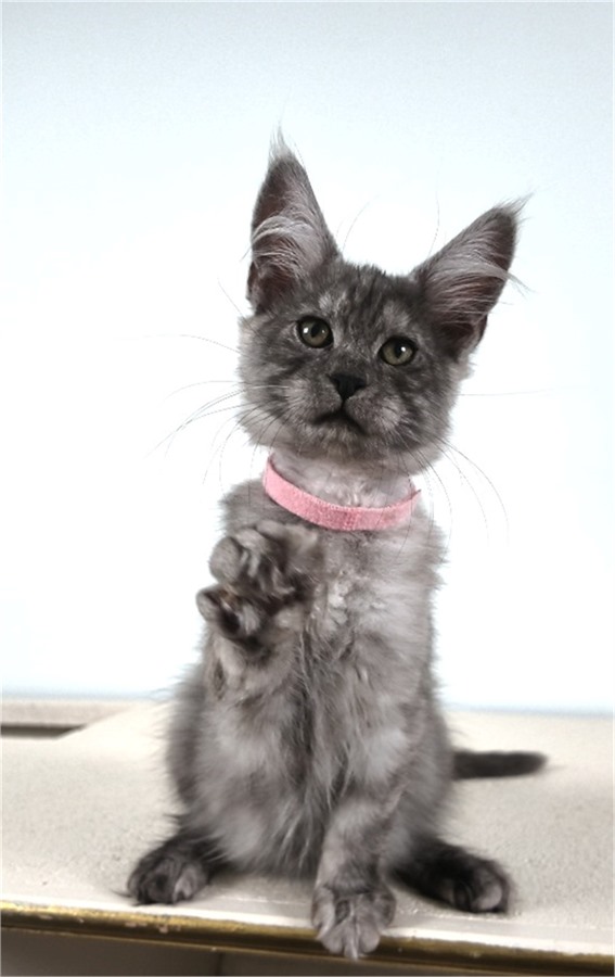Black Smoke (ns) female Maine Coon kitten